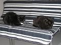 Katten (3)